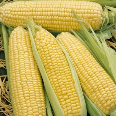 Семена кукурузы сахарной (Sh2 тип) 1980 F1 (78дней) кочан 27см (2 500 сем.) Lark Seeds